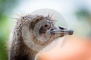 Ostrich portrait