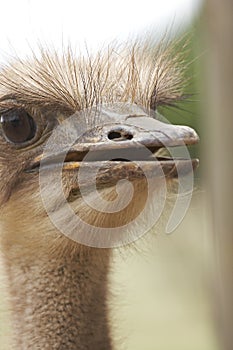 Ostrich portrait