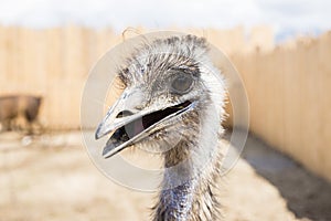 Ostrich portrait