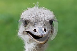 Ostrich portrait africa
