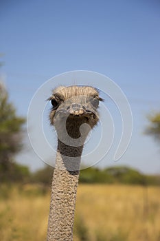 Ostrich portrait