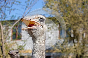 Ostrich portrait close up. Curious emu on farm. Angry ostrich face. Funny hairy emu closeup. Wildlife concept. Birds concept.