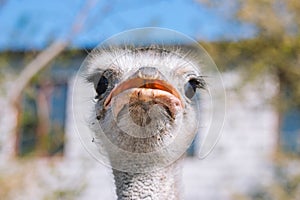 Ostrich portrait close up. Curious emu on farm. Proud watching ostrich. Funny hairy emu closeup. Wildlife concept.