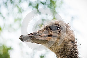 Ostrich portrait closeup. Funny