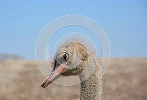 Ostrich portrait crestfallen in the foreground