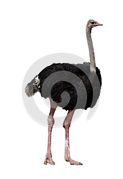 Ostrich in portrait full body side view on isolated white background