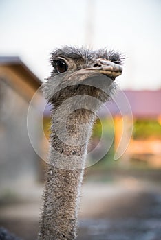 Ostrich portrait. Funny