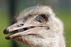 Ostrich portrait with open mouth close-up. Sharpen on eyes. Shot