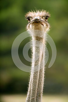 Ostrich portrait outdoor forest green trees