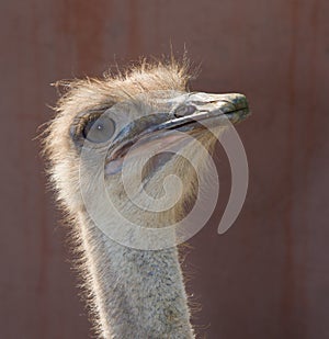 Ostrich Portrait