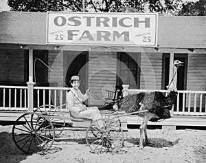 Ostrich pulling man in cart on ostrich farm