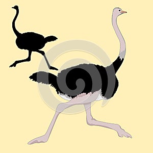 Ostrich races realistic vector illustration