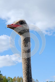 Ostrich on a farm
