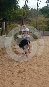 Ostrich riding