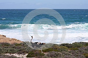 Ostrich running along the sea coast.