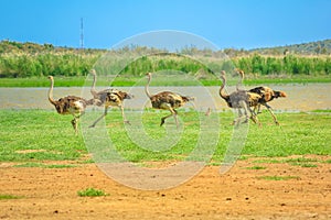 Ostrich running in Camdeboo