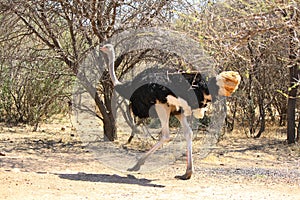 Ostrich Running on Dirt Track Road in Botswana