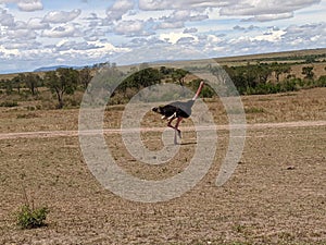 Ostrich running mara masai kenya