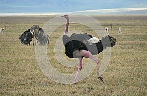 Ostrich running safari savannah national park serengeti Tanzania, Africa