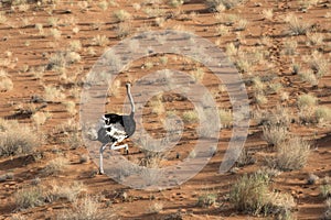 A ostrich runs in a desert.