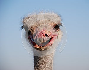 Ostrich's emotions