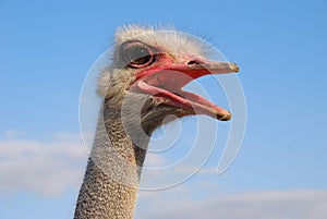 Ostrich's emotions