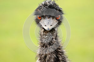 An Emu Gaze
