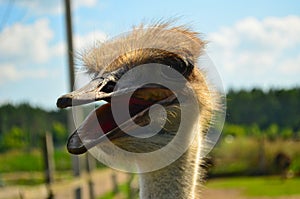 Ostrich`s head with open mouth on farm in closeup