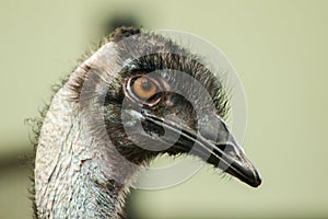 Ostrich`s head in the Ostrich Zoo