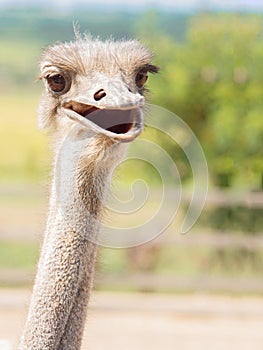 Ostrich`s head smiling funny kind in outdoor park