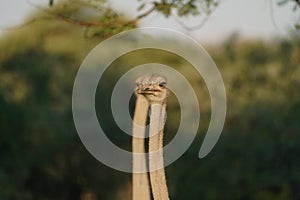 Ostrich's heads at sunset light in Namibia