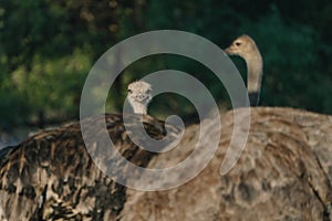 Ostrich's heads at sunset light in Namibia
