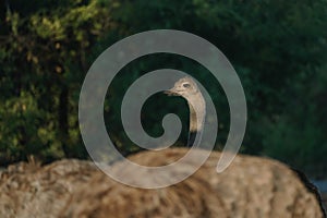 Ostrich's head at sunset light in Namibia