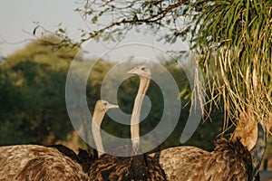 Ostrich's heads at sunset light in Namibia
