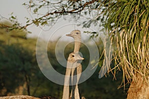 Ostrich's heads at sunset light in Namibia