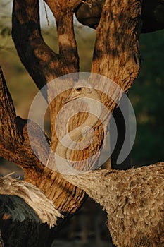 Ostrich's head at sunset light in Namibia