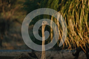 Ostrich's head at sunset light in Namibia
