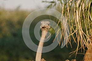 Ostrich's heads at sunset light in Namibia