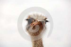 Ostrich's look