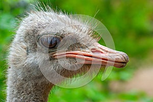 Ostrich and a sad sight