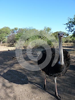 Ostrich On Safari Road