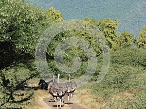 Ostrich On Safari Road