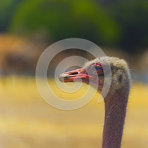 An ostrich in the Safary of Ramat Gan Near Tel Aviv Israel