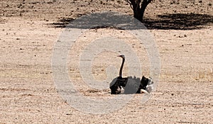 Ostrich sand bathing Auob Riverbed Kgalagadi South Africa