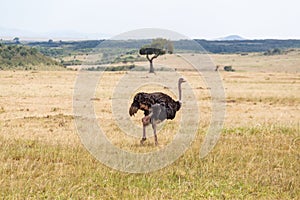 Ostrich on the savanna