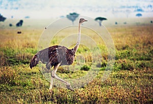 Ostrich on savanna, safari in Tanzania, Africa