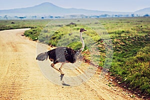 Ostrich on savanna, safari in Tanzania, Africa