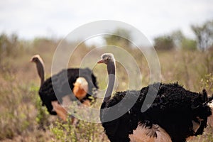 Ostrich in the savannah of Africa. Safari in Kenya, early breakfast at sunrise