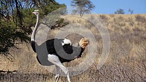 Ostrich in the savannah of Namibia.