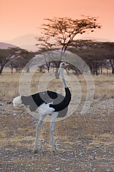 Ostrich in savannah sunset kenya